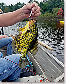 Golden Crappie