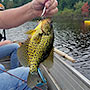 Broken Bow Golden Crappie